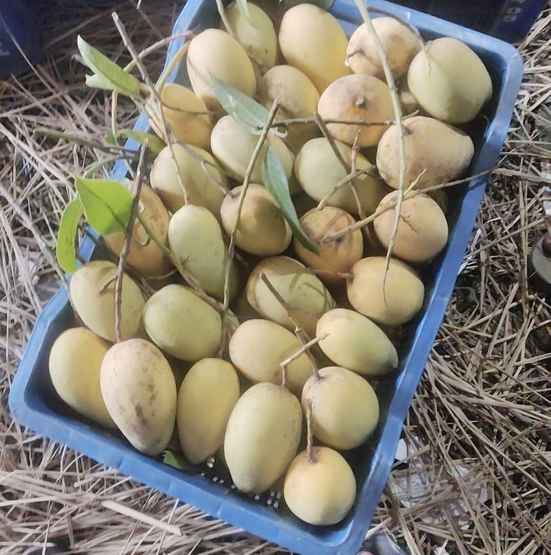 কাটিমন আম