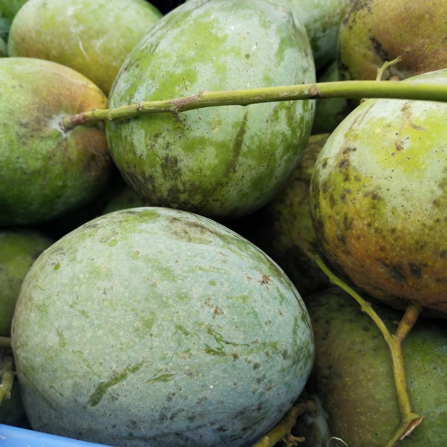 বারি-৪ আম