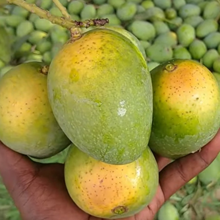 গোপালভোগ আম