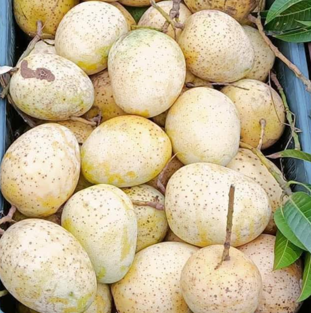 গৌড়মতি আম